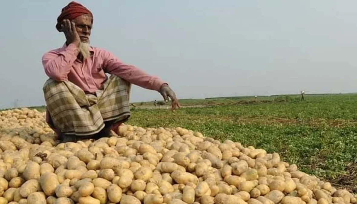 Potato Farmers Face Fresh Losses as Prices Crash Again