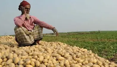 Potato Farmers Face Fresh Losses as Prices Crash Again